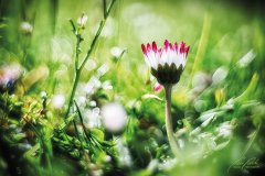 Fn105086903-Daisy - Gänseblümchen im Sonnenschein - Bellis perennis